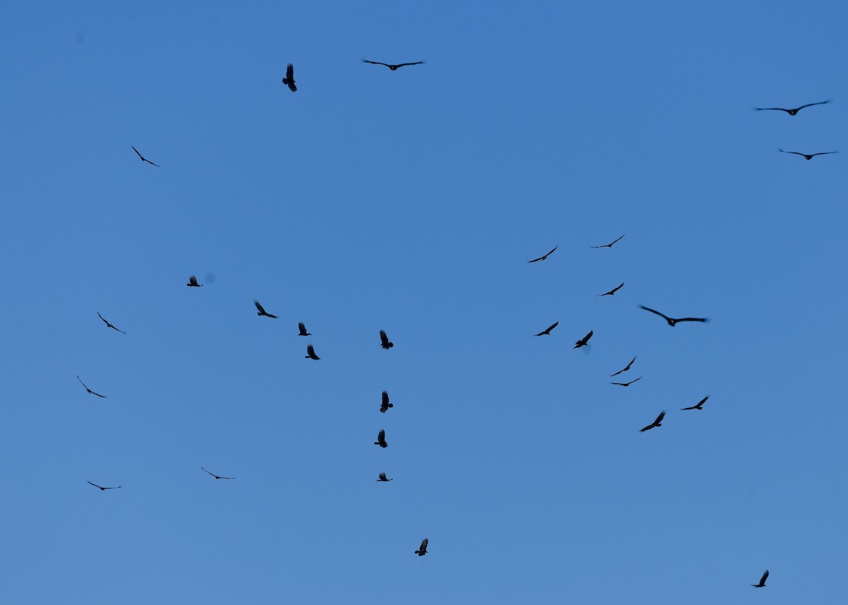 Turkey Vulture - ML647534711