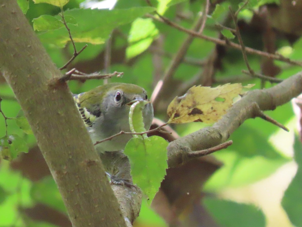 lesňáček rezavoboký - ML647534722