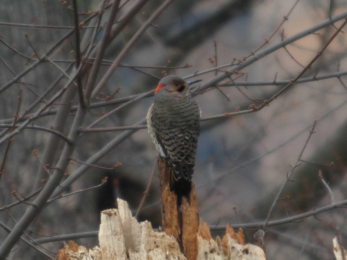 gullspett - ML647534731