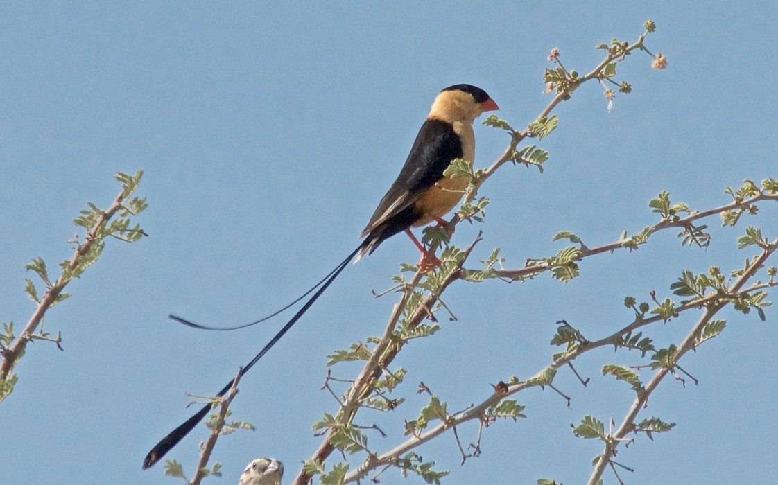 ミカドスズメ - ML647534793