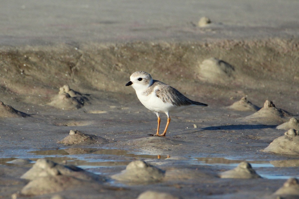 Piping Plover - ML647534800