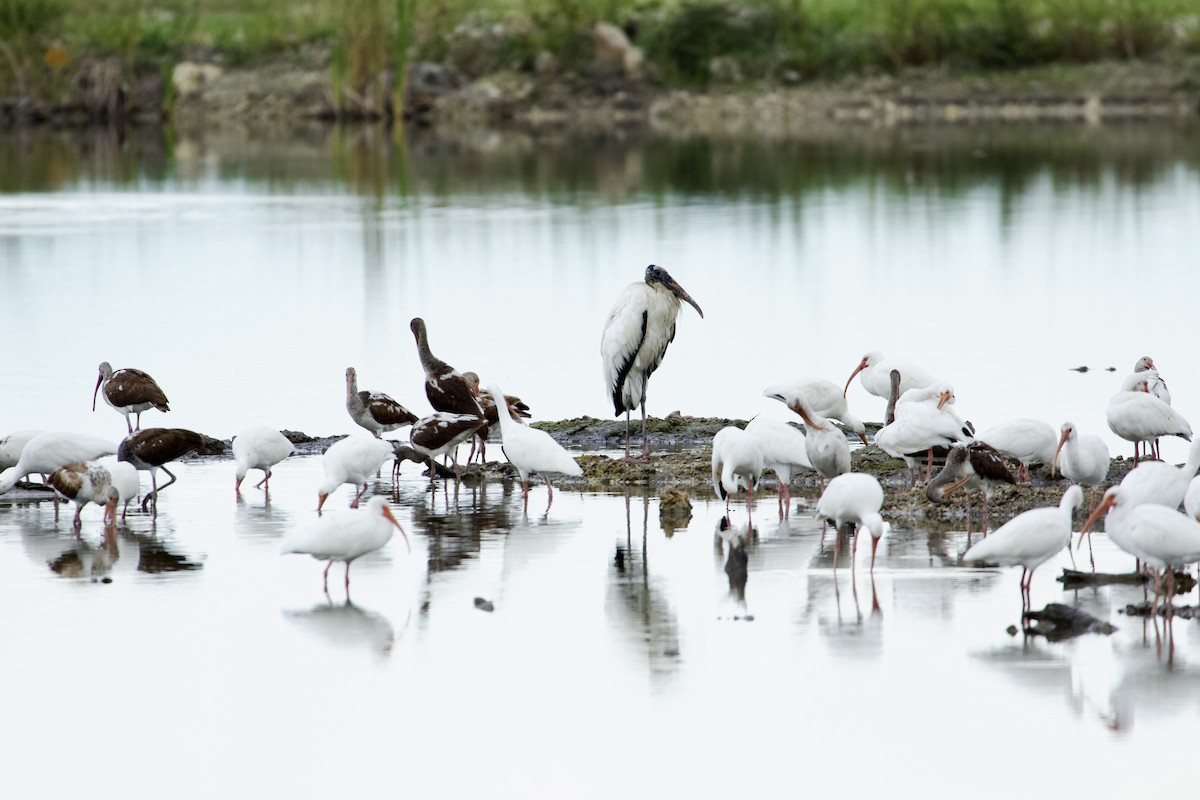 White Ibis - ML647534815