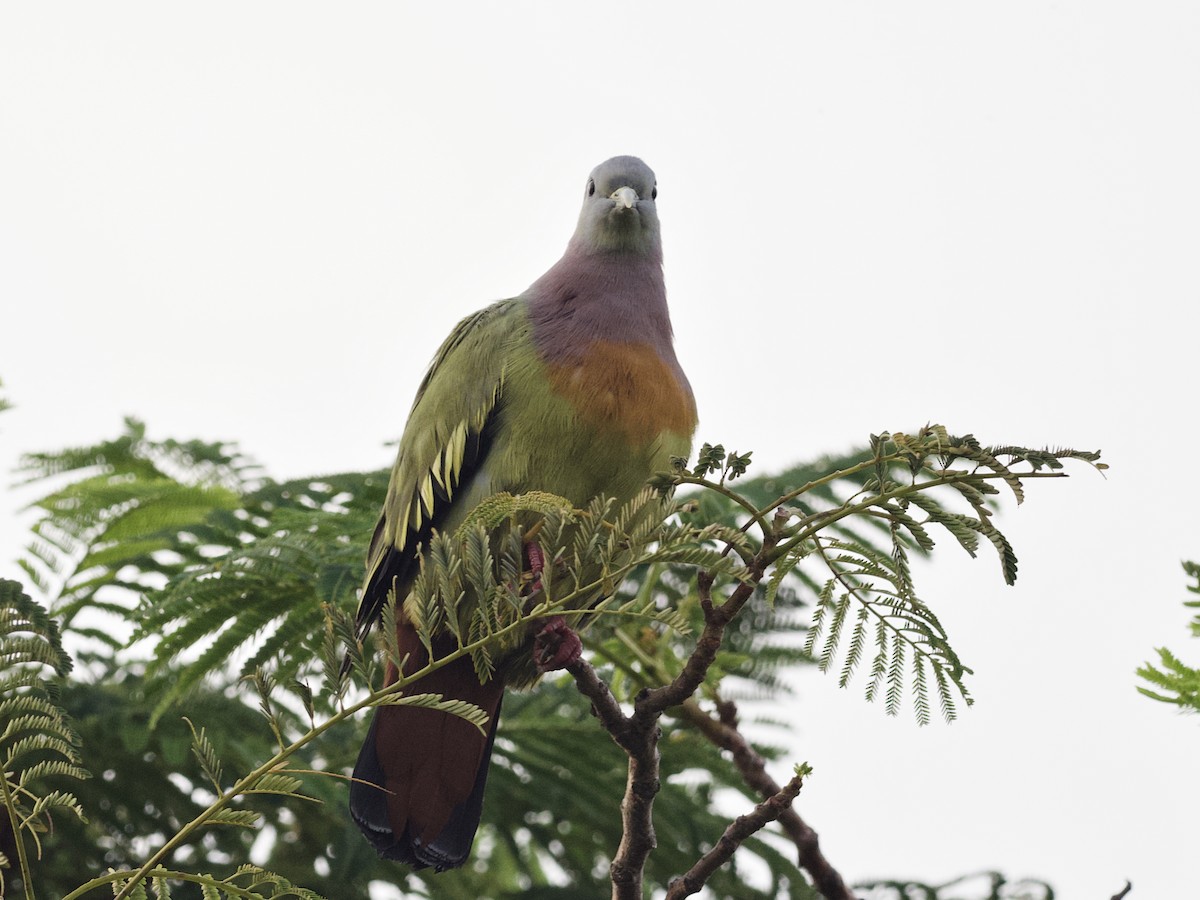 Розовошейный зелёный голубь - ML647534818