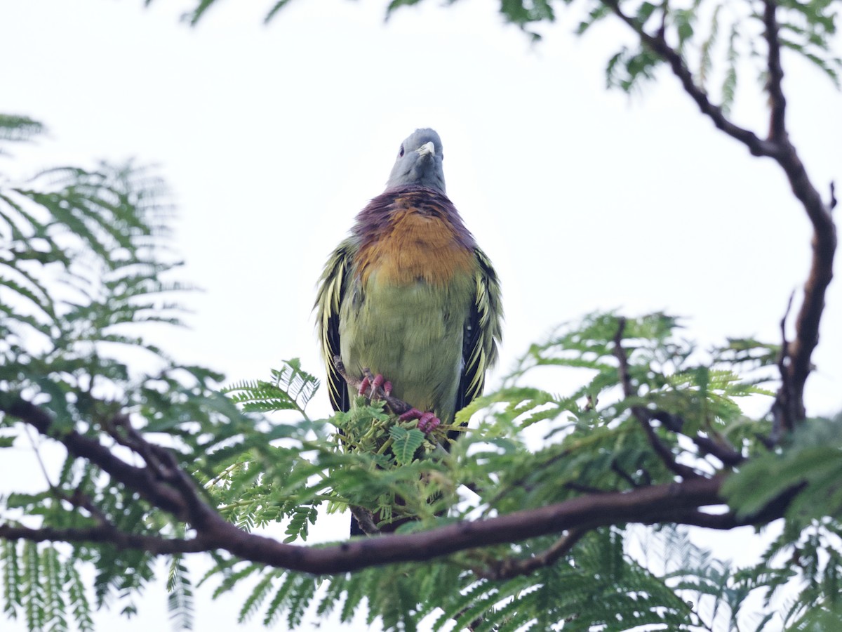 Розовошейный зелёный голубь - ML647534819