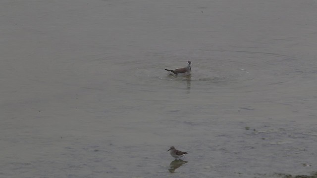 Wilson's Phalarope - ML647534823