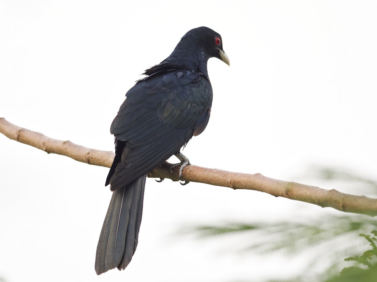 Коэль - ML647534829