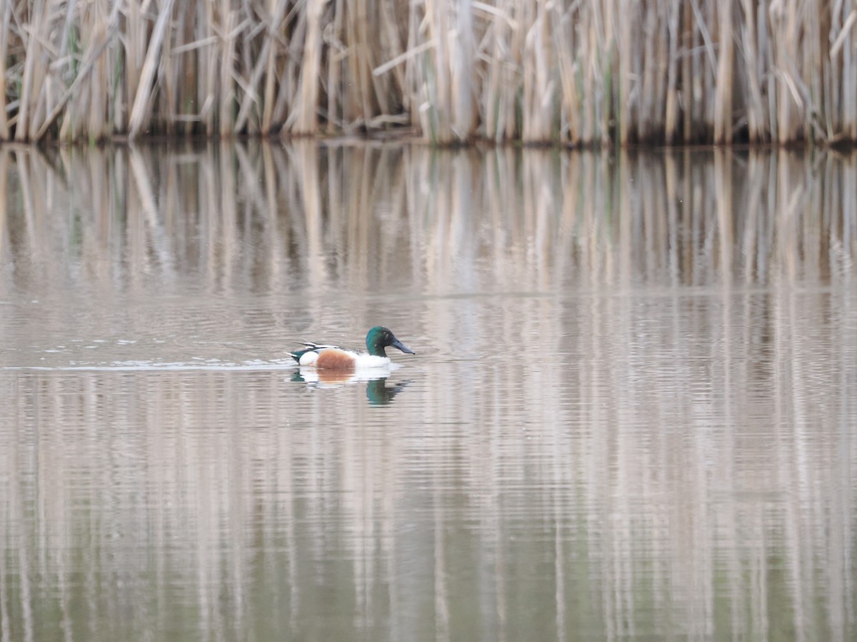 Löffelente - ML647534838