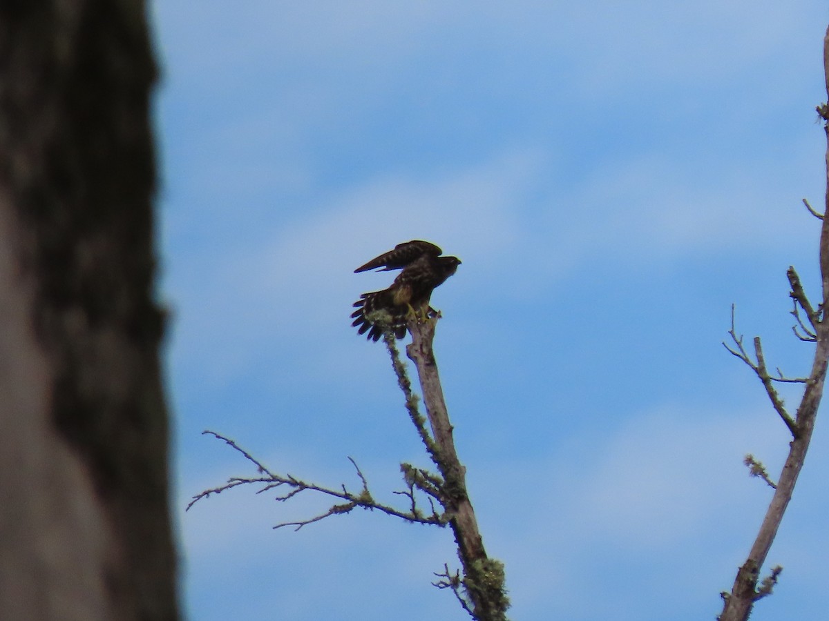 Merlin - ML647534844