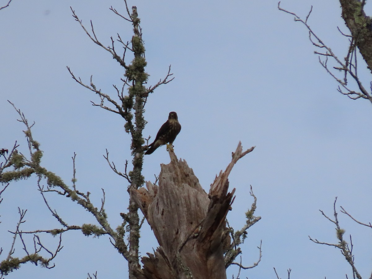 Merlin - ML647534845