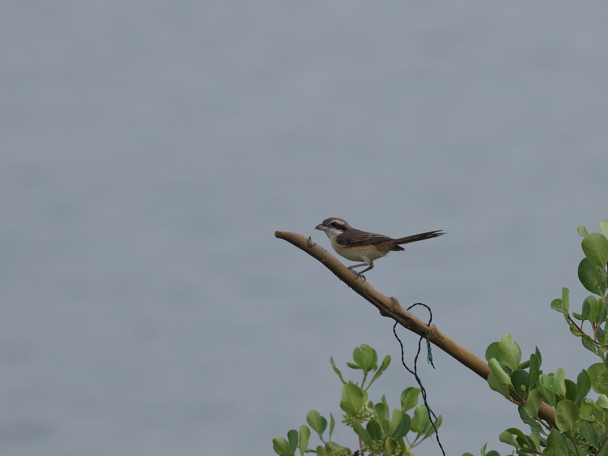 Сибирский жулан - ML647534848