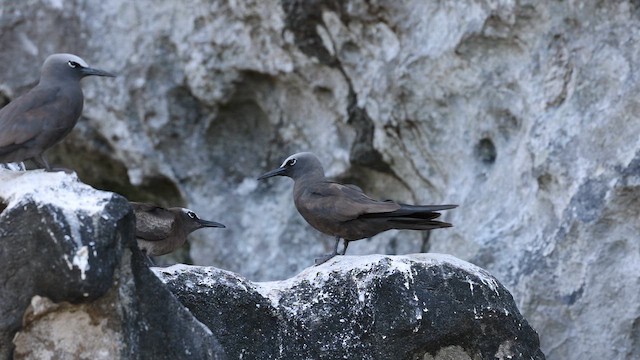 Brown Noddy - ML647534871