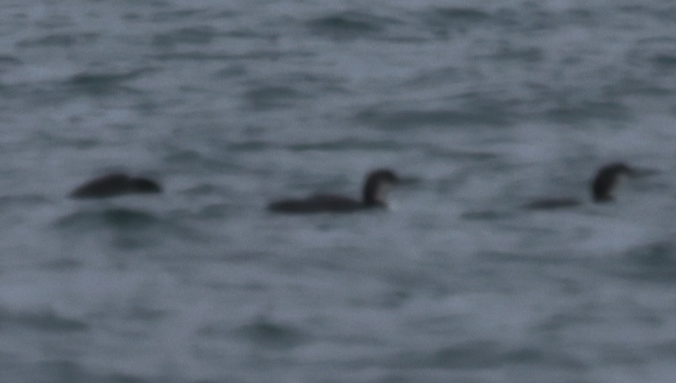 Buz Dalgıcı - ML647534873