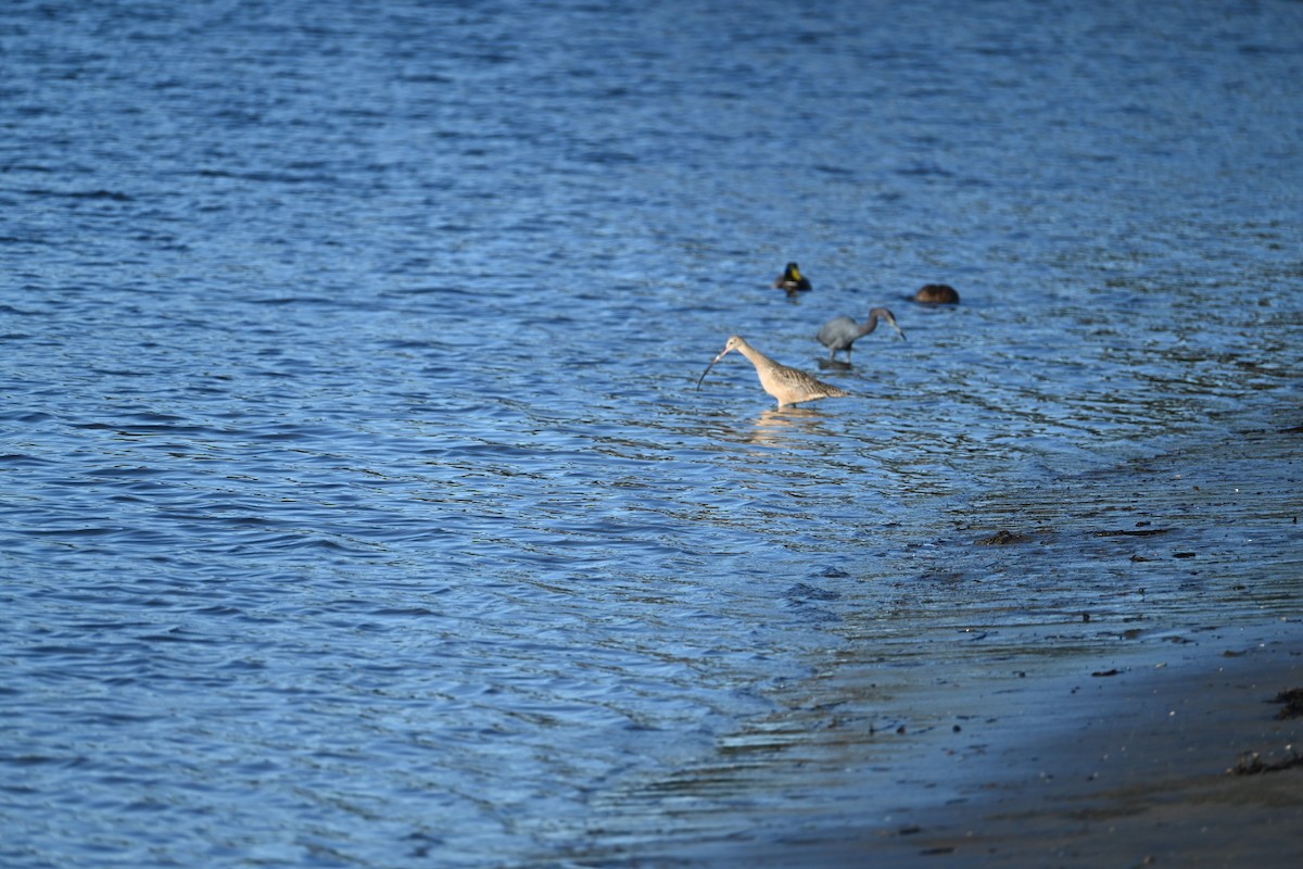 Long-billed Curlew - ML647534889