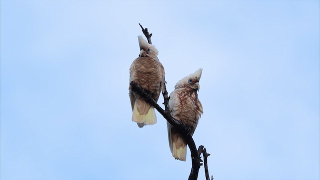 Elegant Parrot - ML647534894