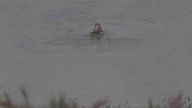 Wilson's Phalarope - ML647534896