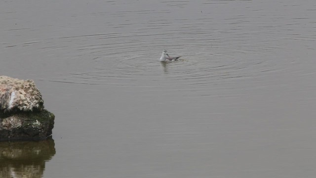 Wilson's Phalarope - ML647534899