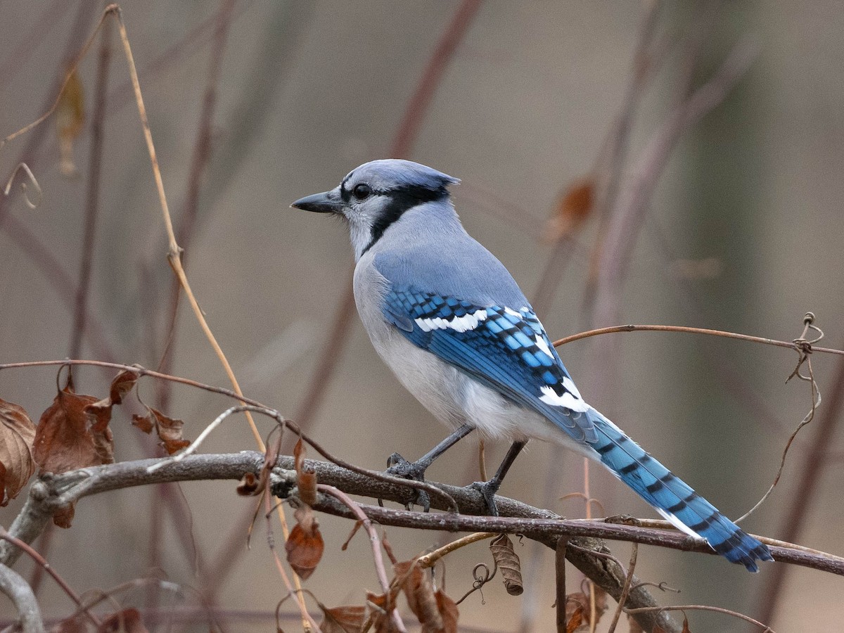 Blue Jay - ML647534903