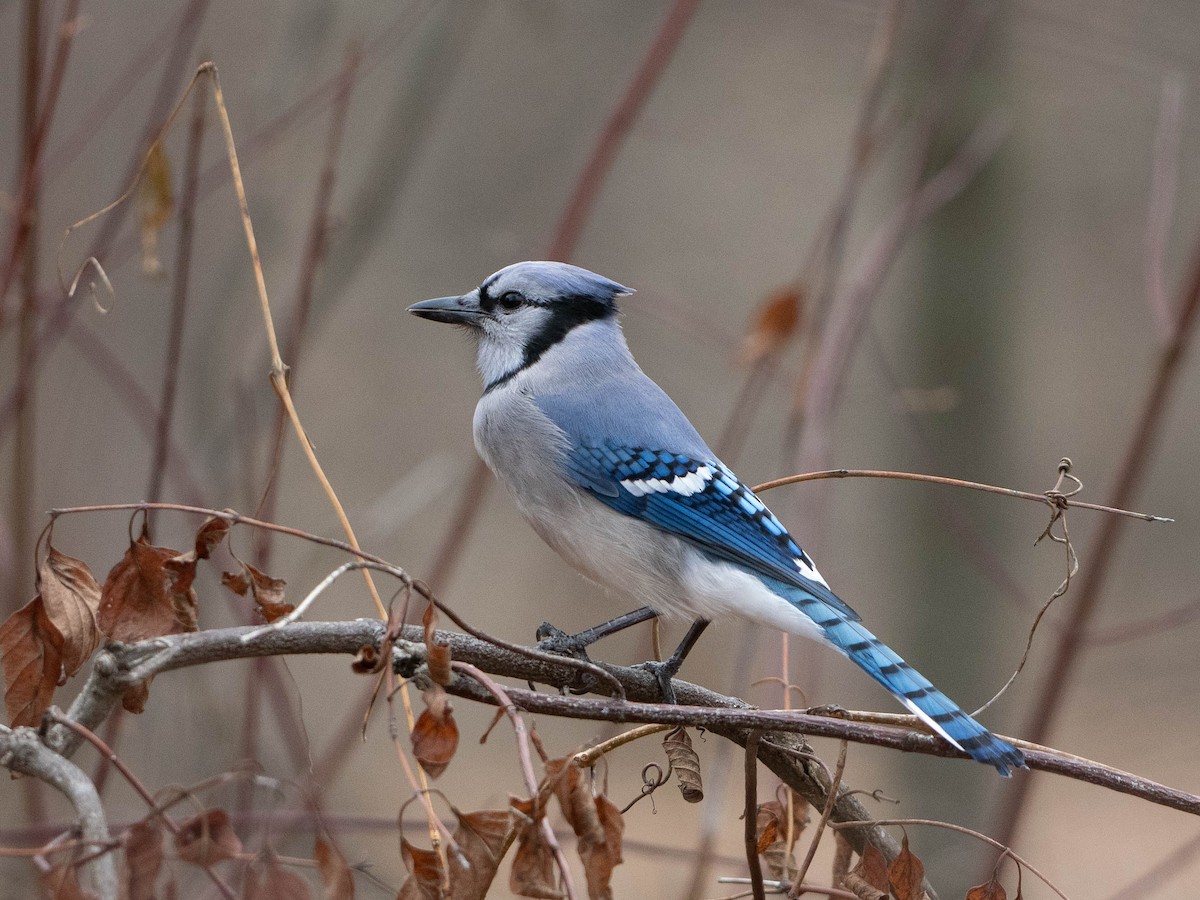 Blue Jay - ML647534904