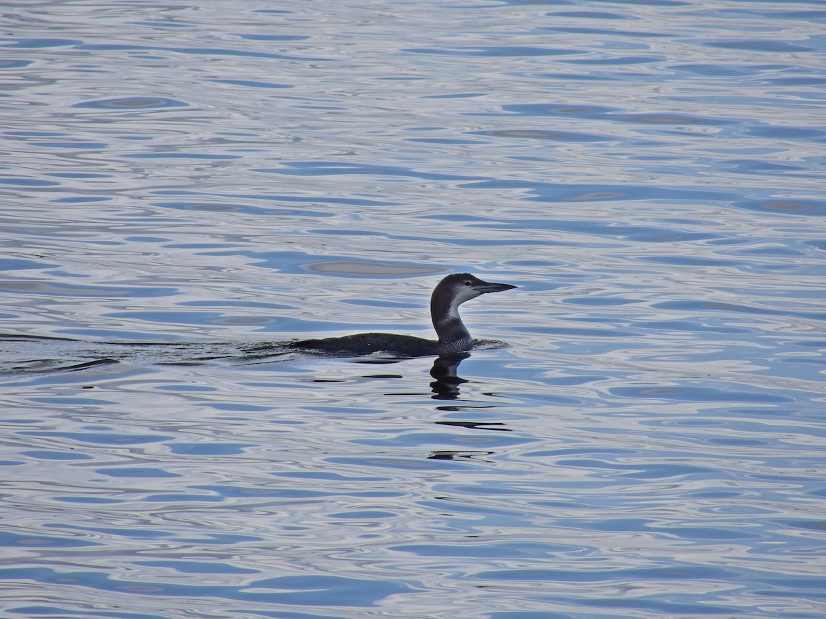 Buz Dalgıcı - ML647534919