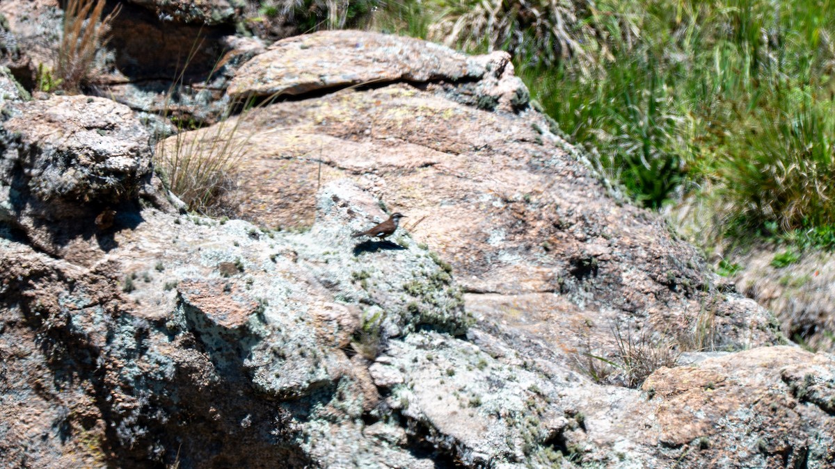 White-winged Cinclodes - ML647534922