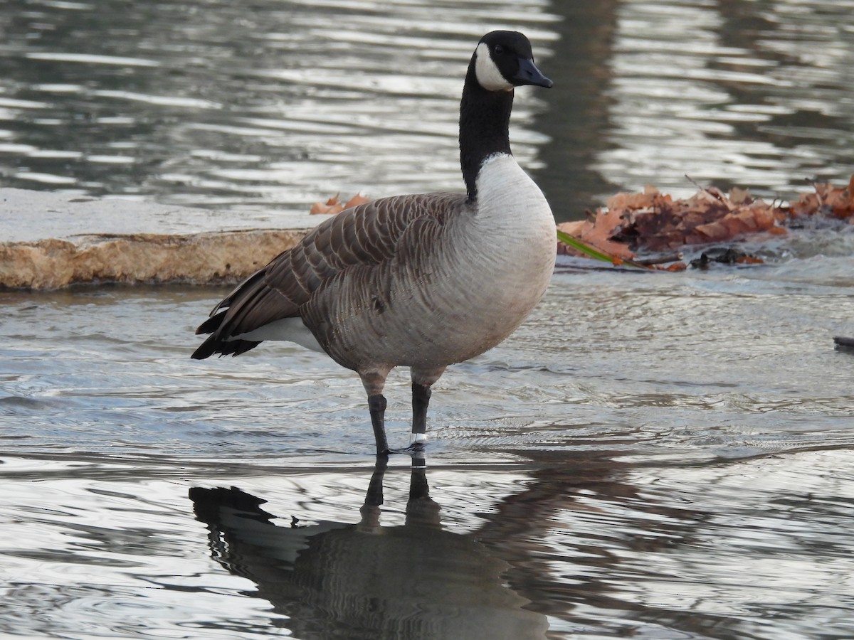 Canada Goose - ML647534928
