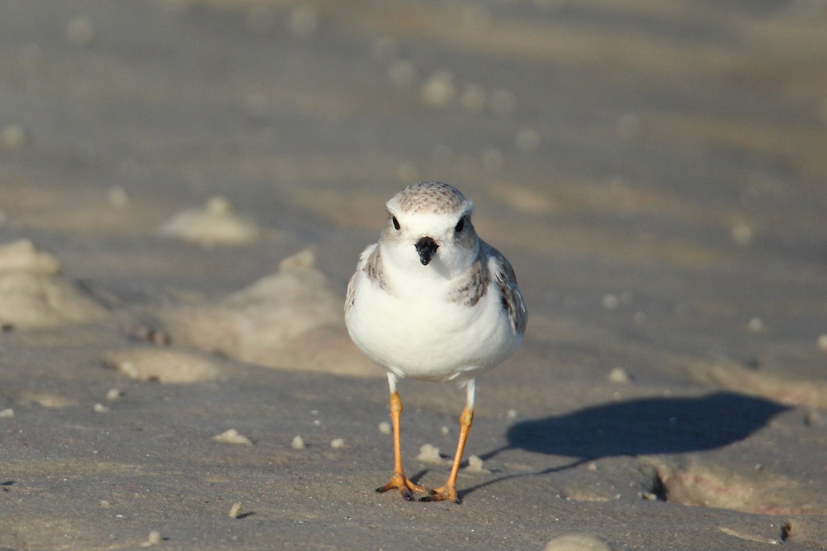 Piping Plover - ML647534948