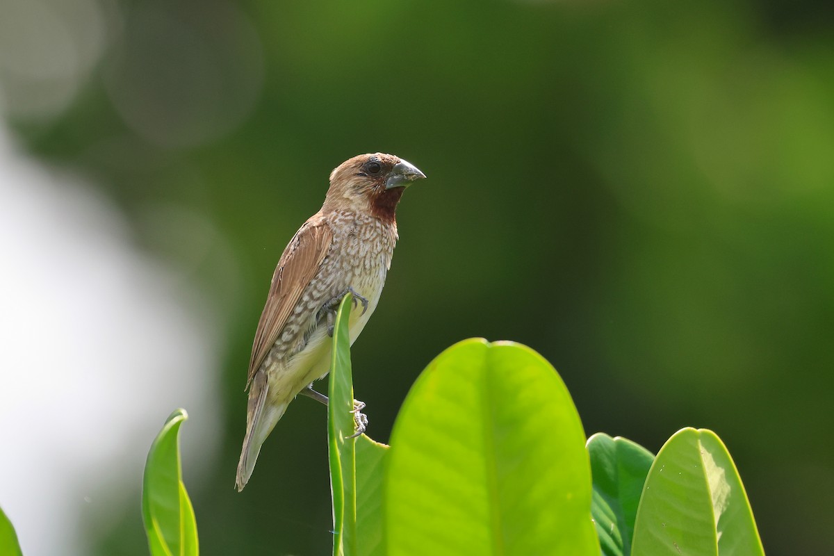 Мунія іржаста - ML647534954