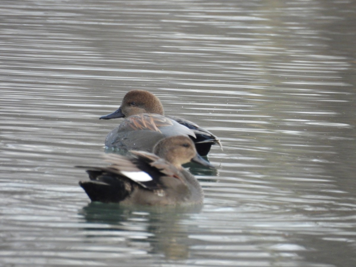 オカヨシガモ - ML647534955