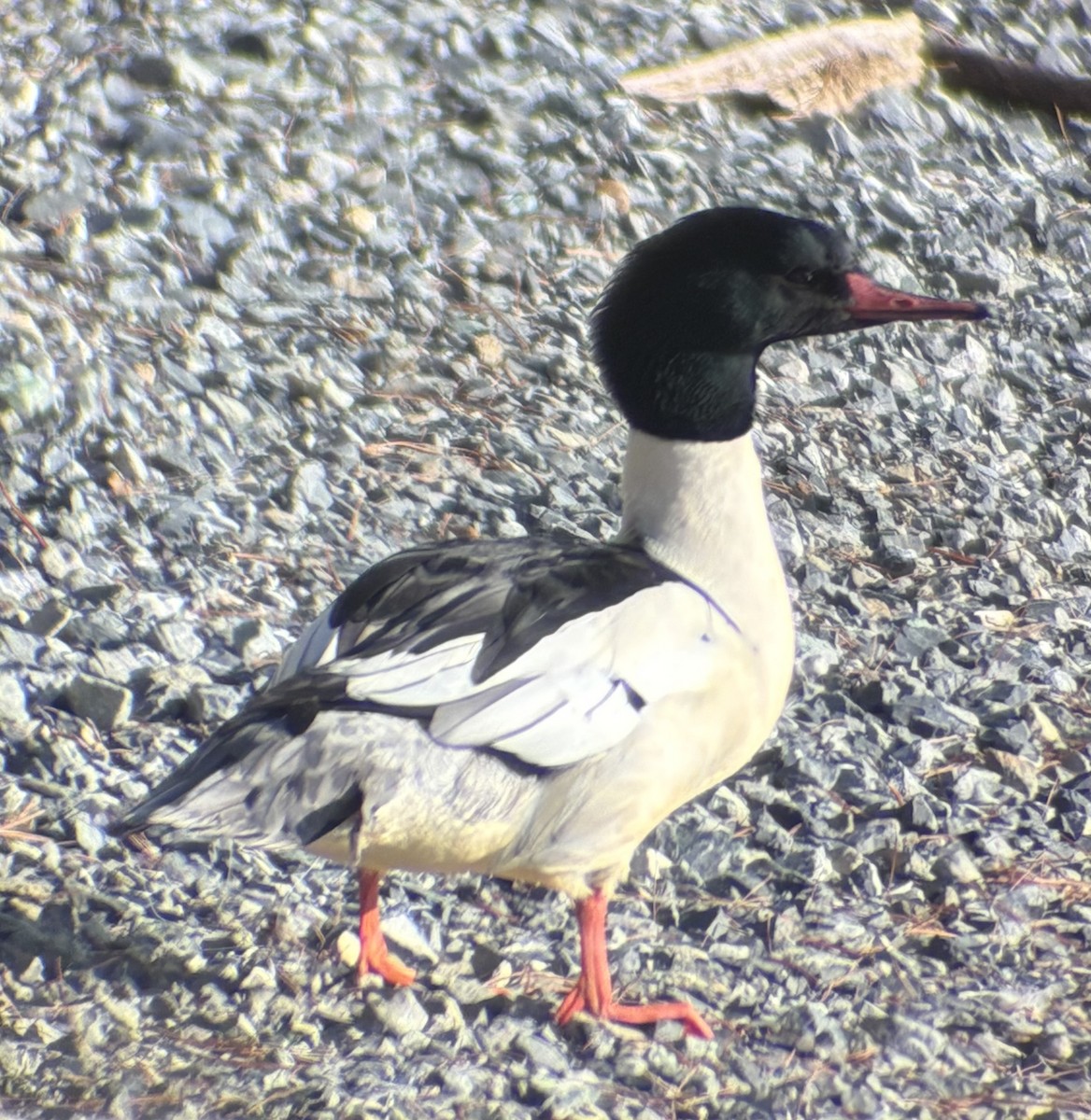 Крех великий - ML647534971