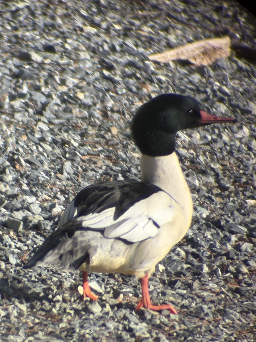 Крех великий - ML647534972