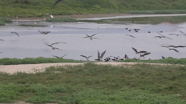 Black Skimmer - ML647534975