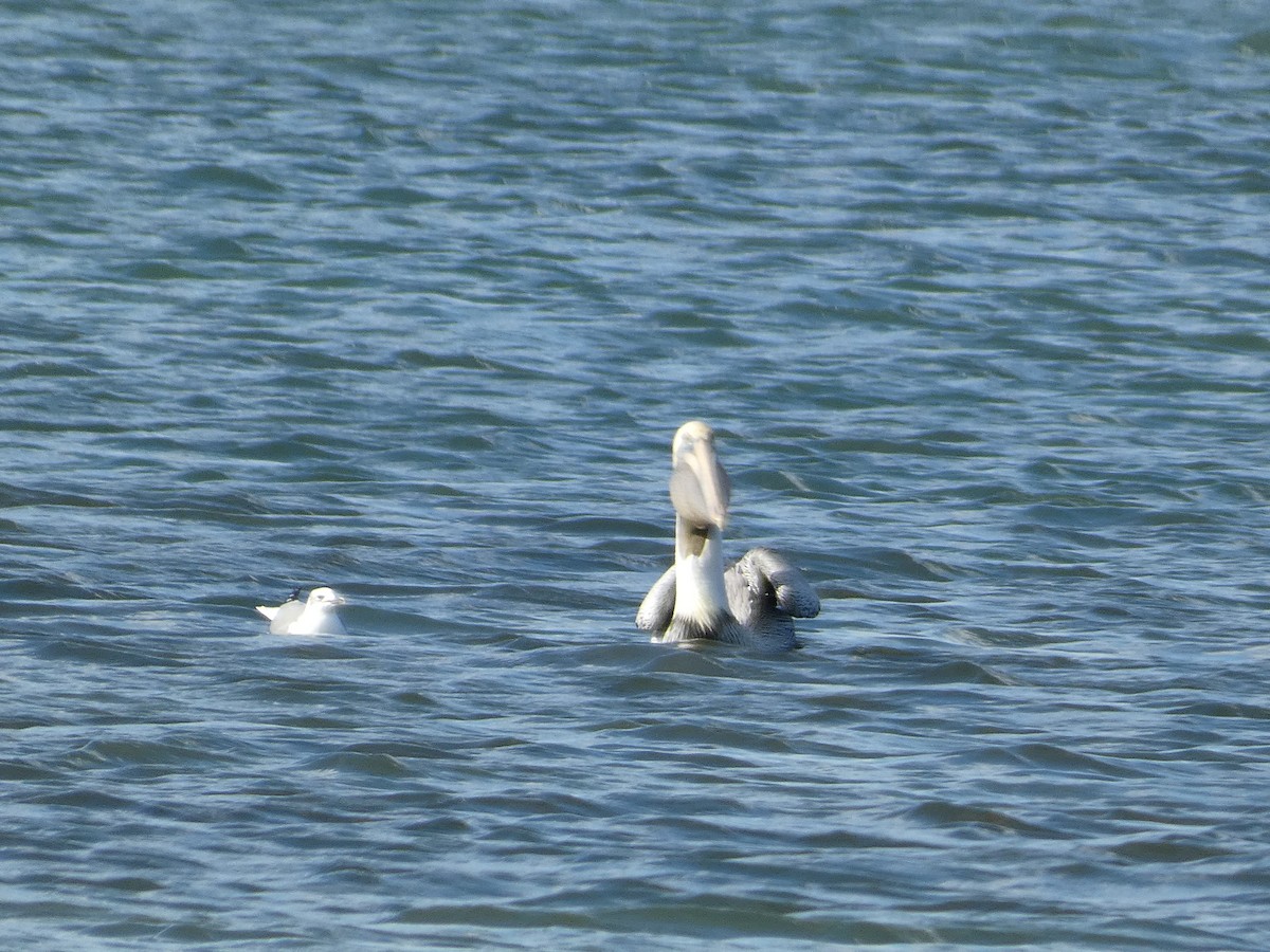 Brown Pelican - ML647534977