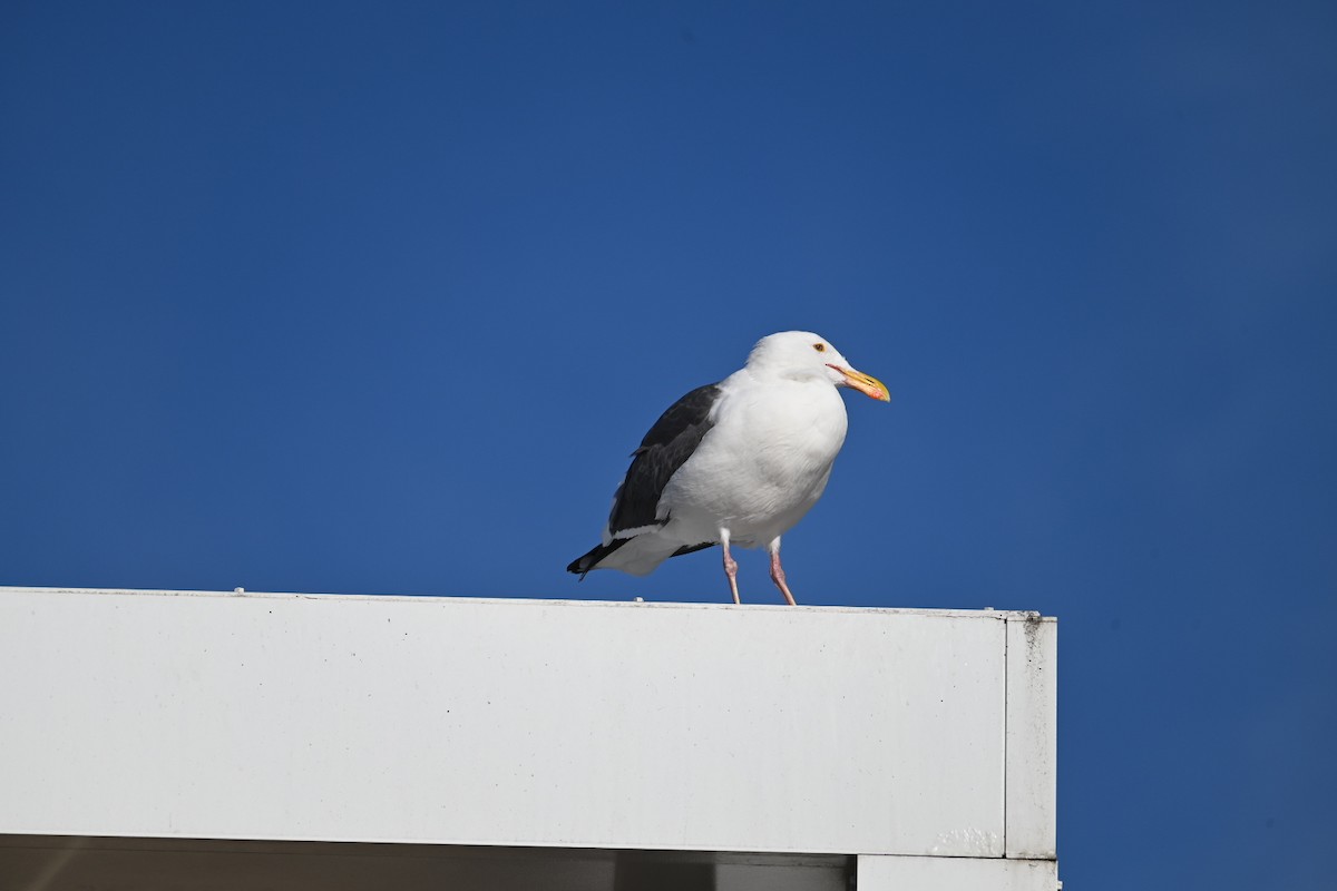 Gaviota Occidental - ML647534979