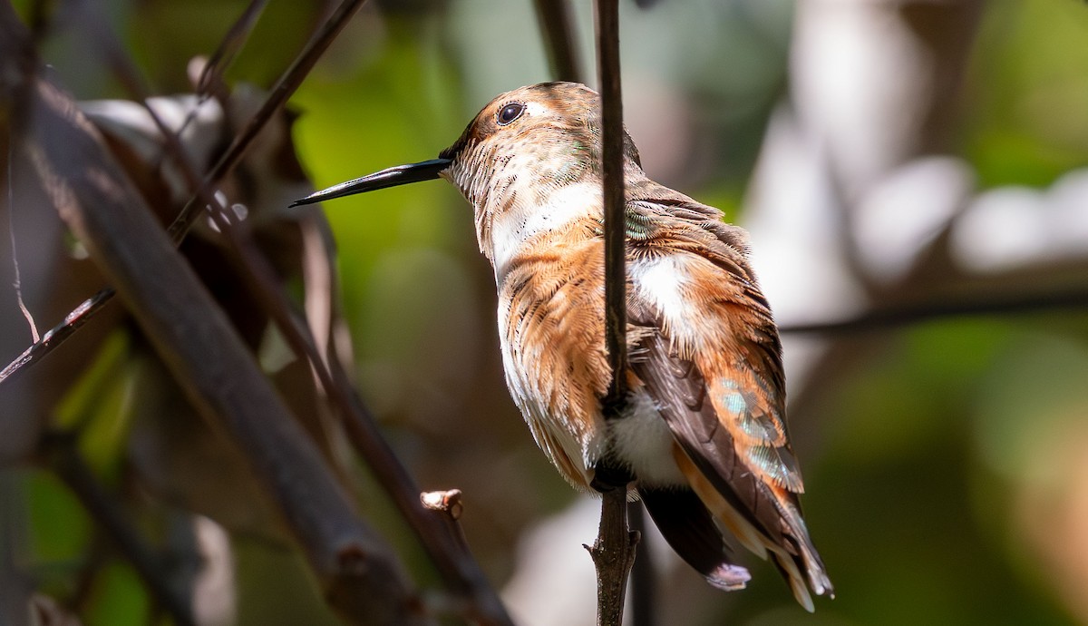 Rufous Hummingbird - ML647534981