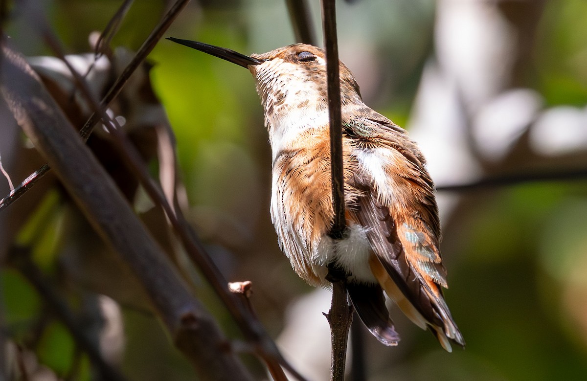 Rufous Hummingbird - ML647534982