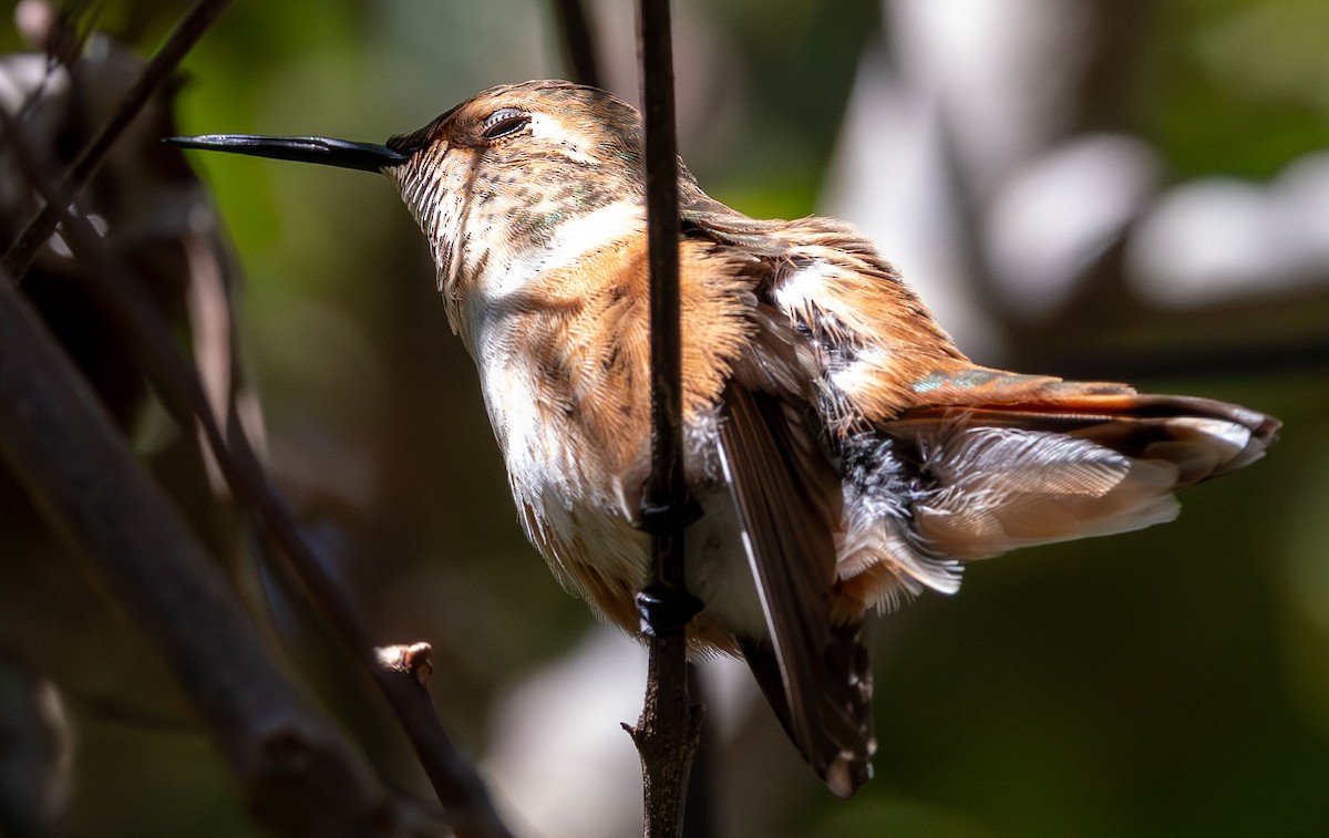 Rufous Hummingbird - ML647534983