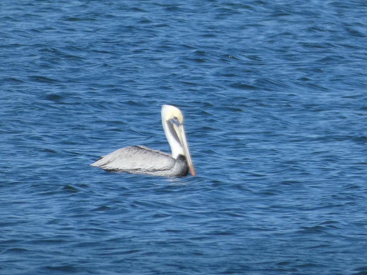 Brown Pelican - ML647534984