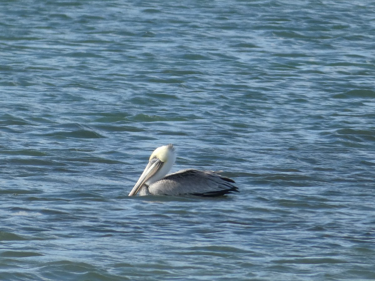 Brown Pelican - ML647534988