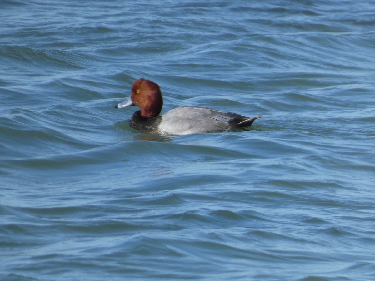 Redhead - ML647534995