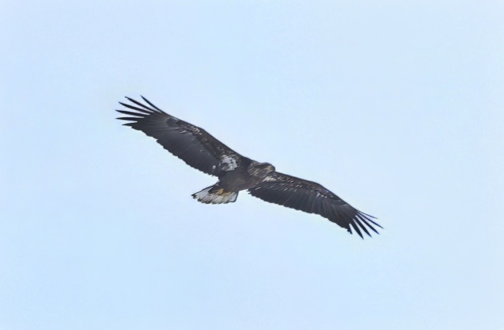 Bald Eagle - ML647534997