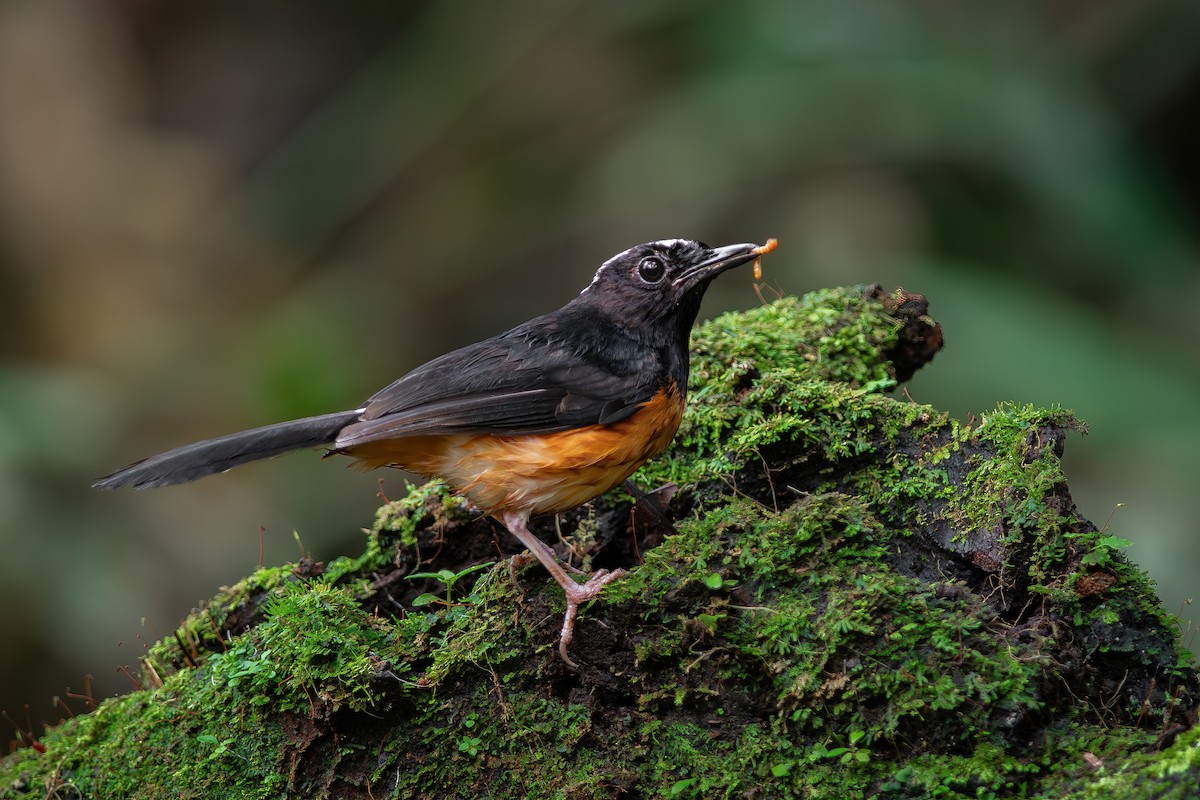 White-crowned Shama - ML647535005