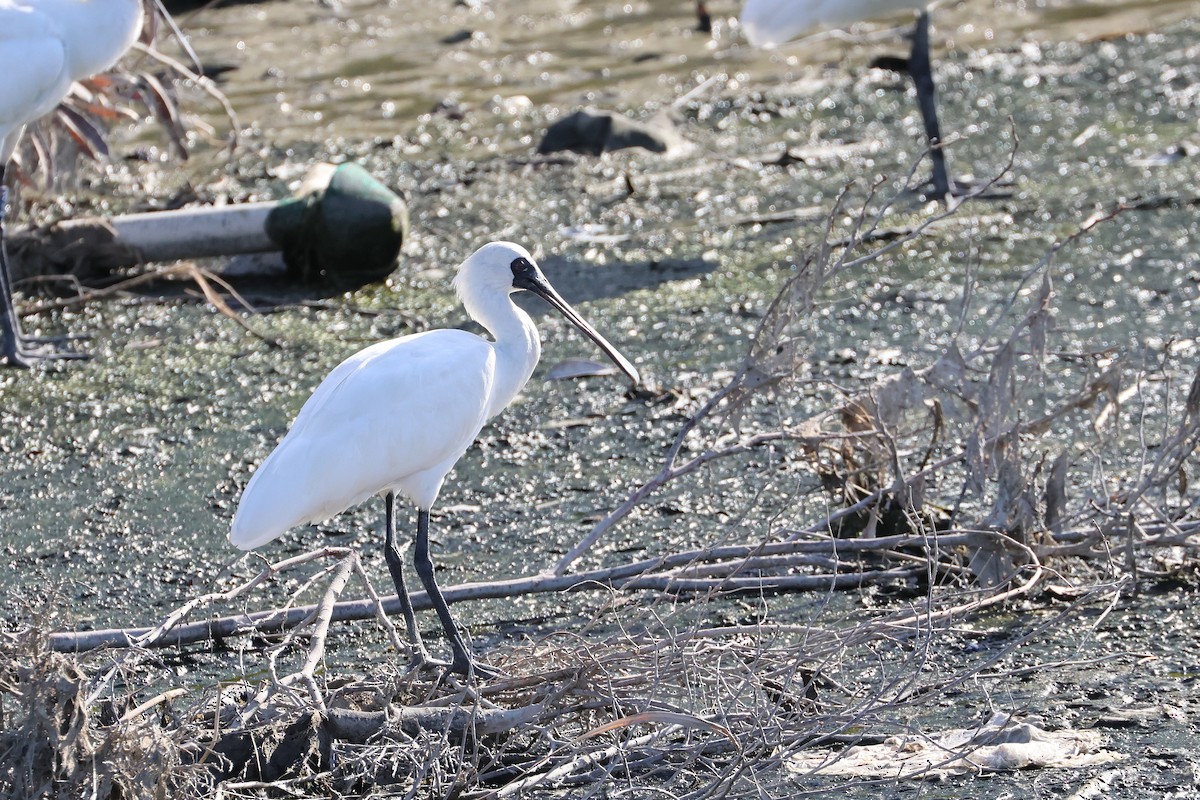 Black-faced Spoonbill - ML647535010