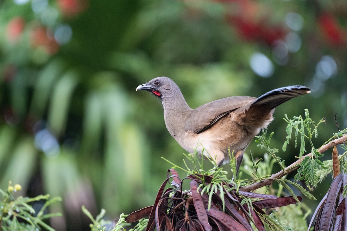 Plain Chachalaca - ML647535014