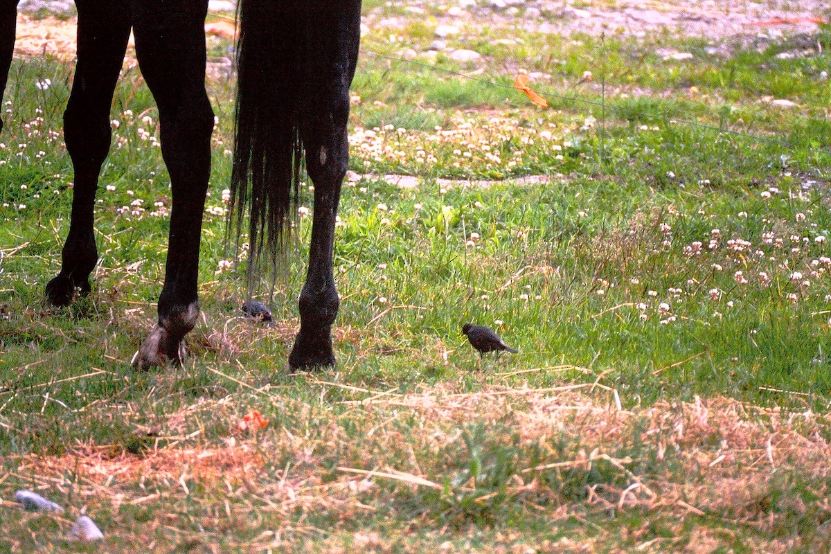 Brown-headed Cowbird - ML647535017