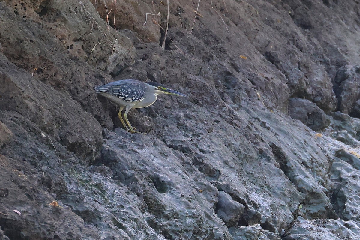 Little Heron - ML647535018