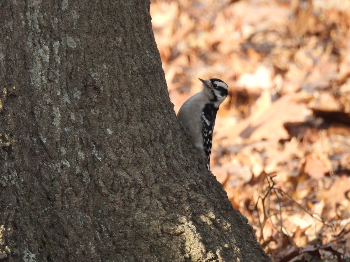 Downy Woodpecker - ML647535020