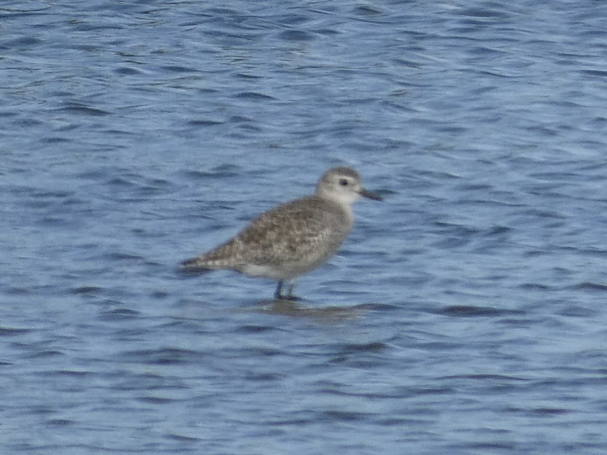 Black-bellied Plover - ML647535021