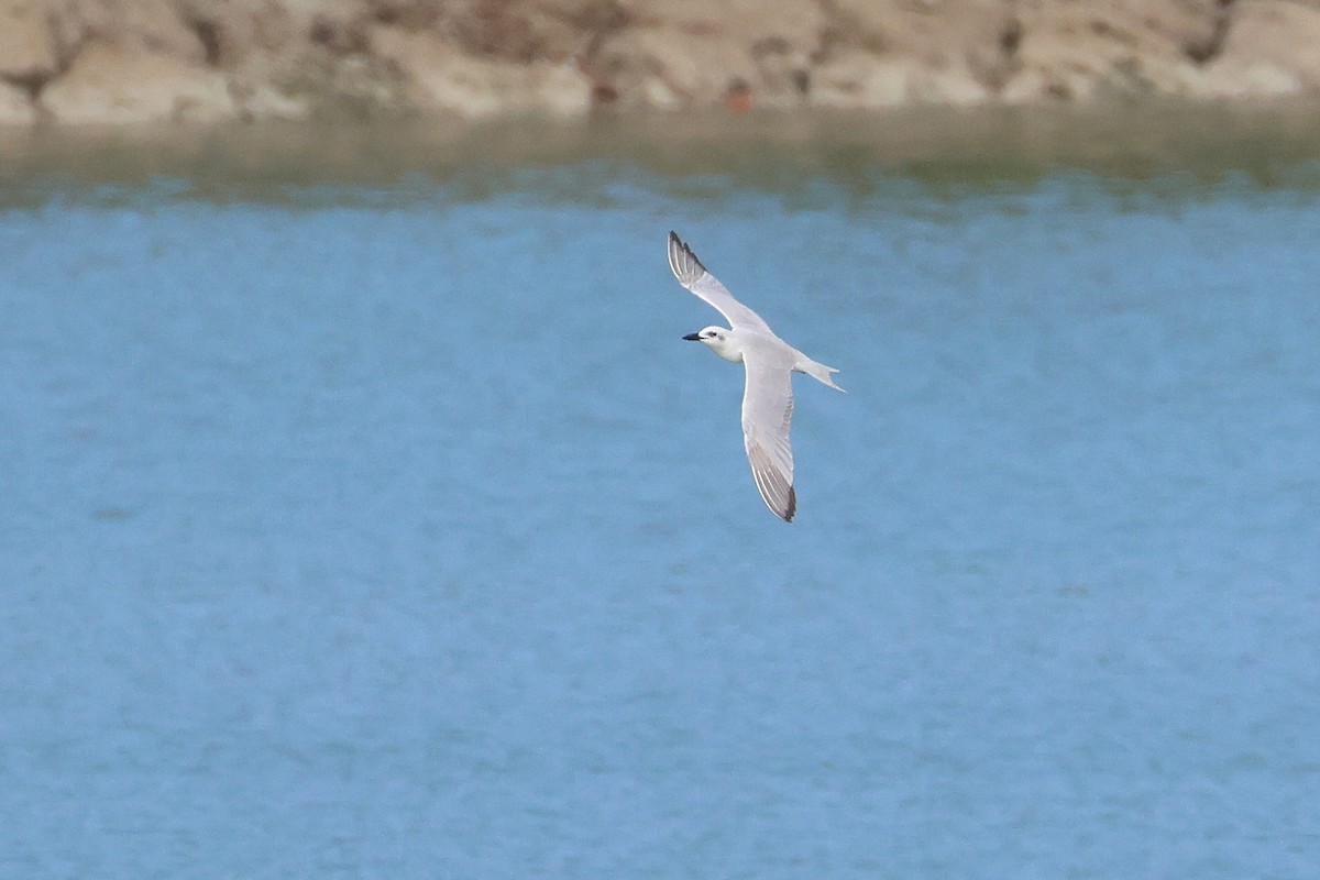 Gull-billed Tern - ML647535024
