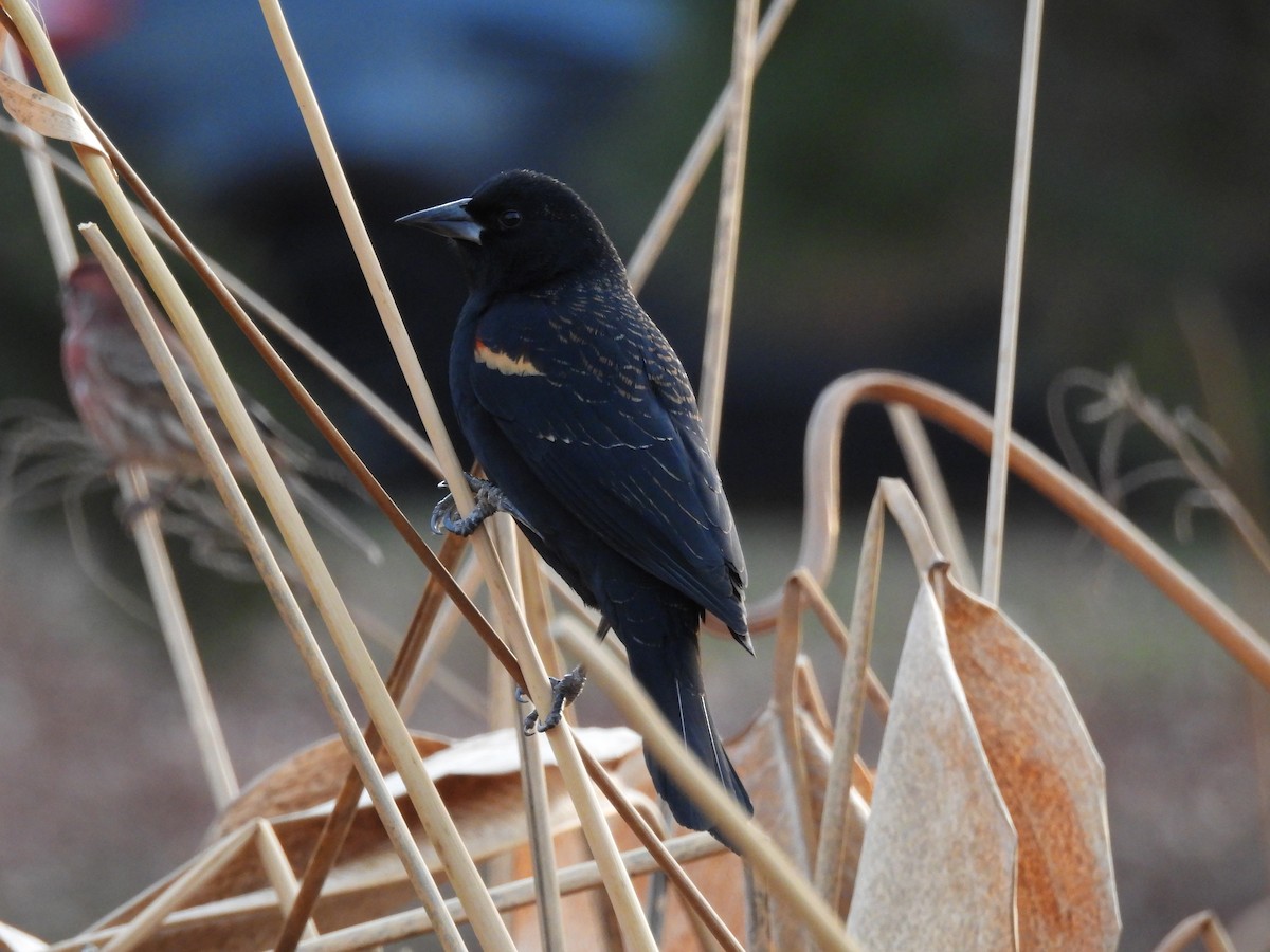 Red-winged Blackbird - ML647535027