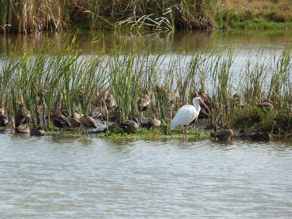 White Ibis - ML647535031